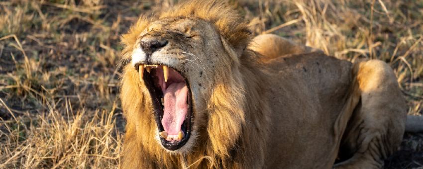 lion - Visit Rwanda