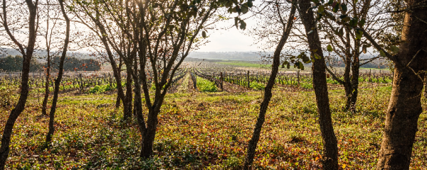 Visite des vignes - chateauauzias