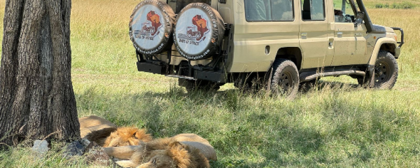 lions qui font la sieste - Ways of Africa Travels