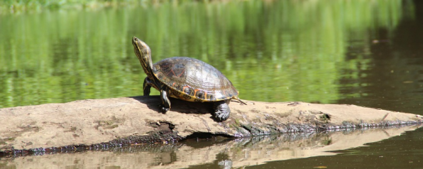 Tortue - Image libre de droit