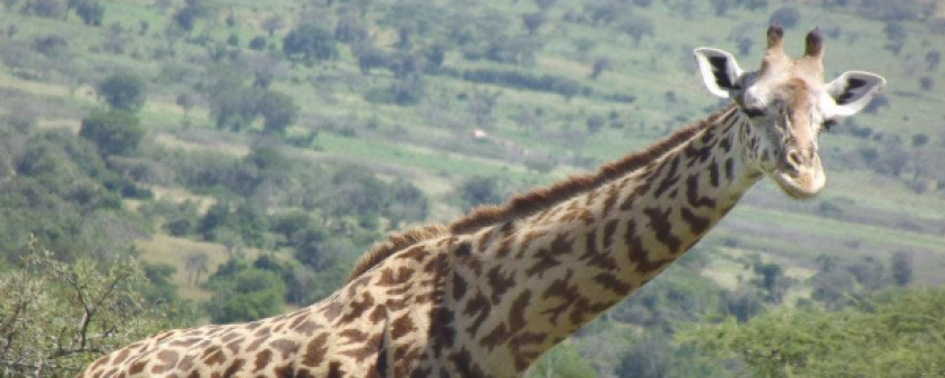 Giraffe from Akagera National Park-Rwanda - Claudien