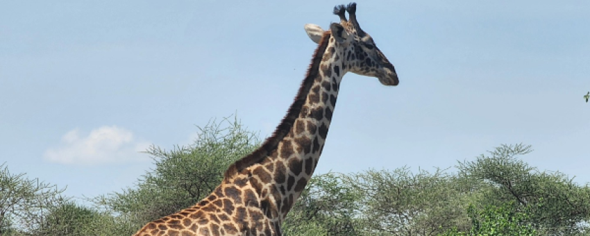 AFRICAN PISTES SAFARI - AFRICAN PISTES SAFARI