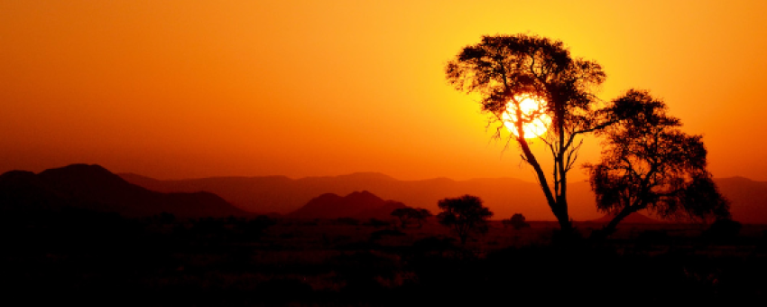 Camelthorn - Bwelani Tours