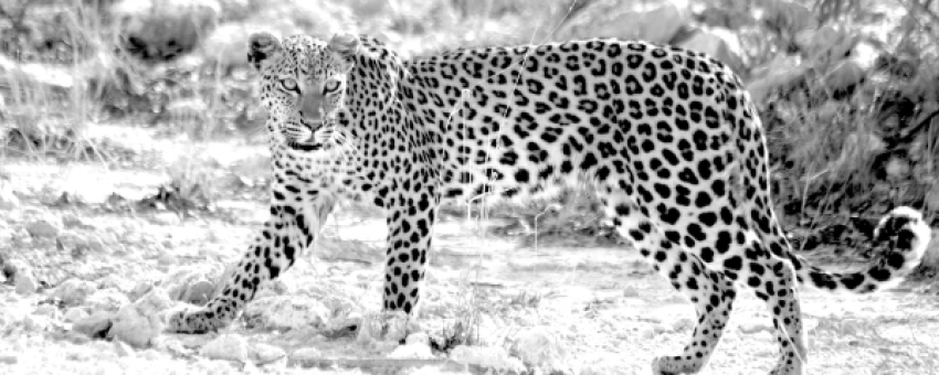 BWELANI TOURS & EVENTS - BWELANI TOURS & EVENTS