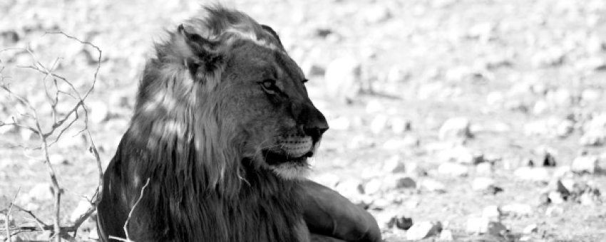 BWELANI TOURS & EVENTS - BWELANI TOURS & EVENTS