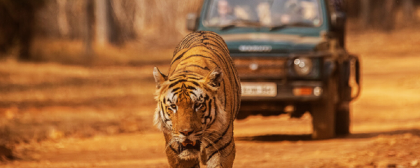 tiger - kanha