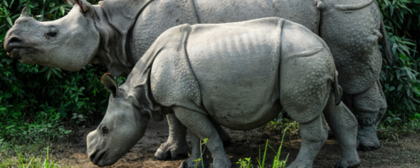 rhino - kaziranga