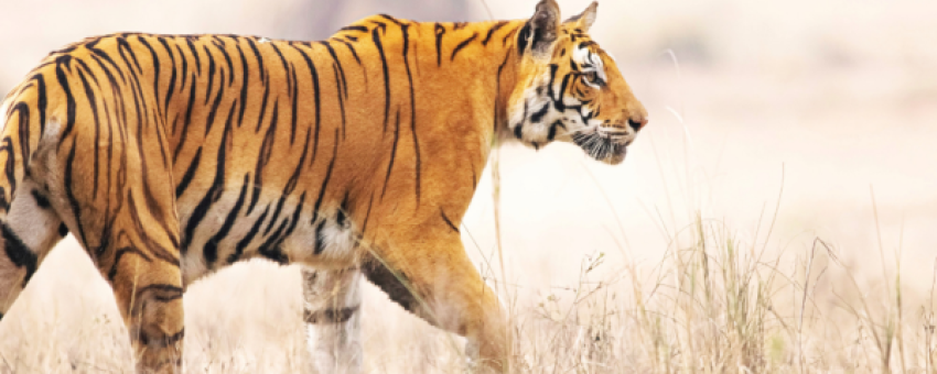 tiger - pench