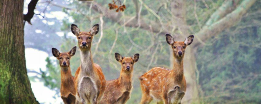 jim corbett - jim corbett