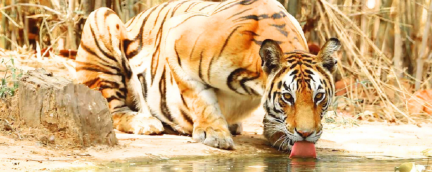 Ranthambore - Ranthambore