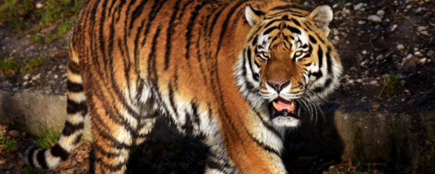 Tadoba - Pench