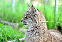 Refuge animaux Ferme 5 Étoiles_Lynx du Canada - Centre de vacance Ferme 5 Étoiles