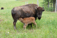 Refuge d'animaux Ferme 5 Étoiles_Bisons - Centre de vacances Ferme 5 Étoiles