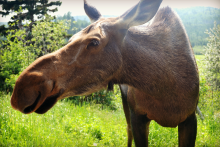 Refuge d'animaux Ferme 5 Étoiles_Orignal - Centre de vacances Ferme 5 Étoiles