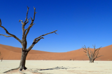 Deadvlei - Chameleon Safaris