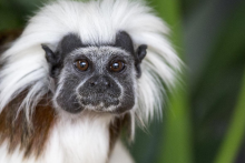 Tamarin pinché - Parc Animalier d'Auvergne