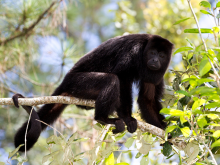 Du Guatemala au - ©Wollertz _ Adobe Stock