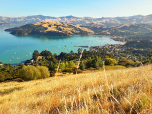 Vue sur Akaroa, - Pohatu penguins