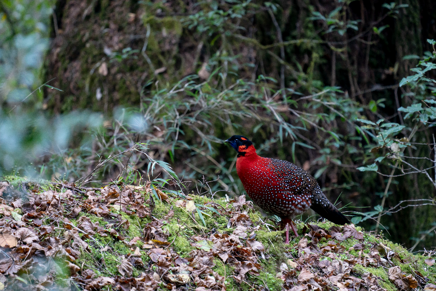 Tragopan - Tashi