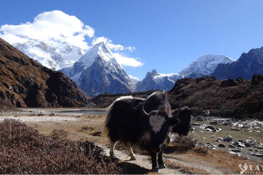 Kanchenjunga Jannu Himal - Yatri Trekking