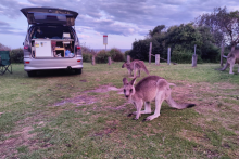 Elvis 2 with Kangaroos - awesome campers