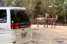 Mozzie and the Deers - awesome campers