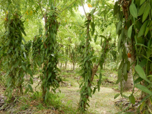 Plantation de v - ©Sagittarius