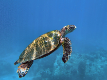 Snorkelling - ©Sagittarius