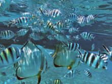 Snorkelling - ©Sagittarius