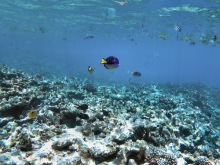 Snorkelling - ©Sagittarius