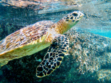 Snorkelling - ©Sagittarius