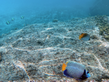 Snorkelling - ©Sagittarius