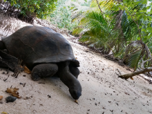 Tortue géante - ©Sagittarius
