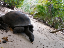 Tortue géante - Sagittarius