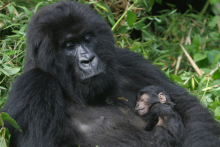 Gorilles de Montagne - Birding and Educational Tours