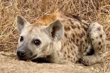 Hiena - Mikumi - African Pangolin Safaris