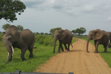 Elephant - Miku - African Pangolin Safaris