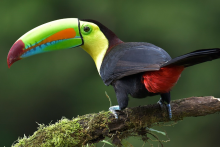 toucan au Costa - Yann Chaplet