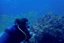 Plongeur - Scubafish Dive Center
