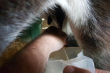 Lait d'ânesse BIO - ©asineriedurivage