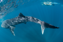 REQUIN BALEINE - REQUIN BALEINE