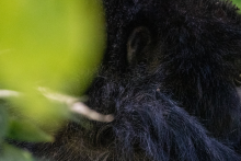 Gorilla tracking - Africa Adventure Vacations