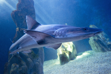 acquario de cala gonone naissance d'un requin par parthénogenèse - acquario de cala gonone