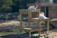 Eglantine et Martin , nos chévres naines dans leur aire de jeux. - camping les carolins