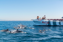 Dauphins & grottes de Benagil : Catamaran/Semi-rigide - AlgarExperience