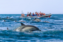 Dauphins & grottes de Benagil : Catamaran/Semi-rigide - AlgarExperience