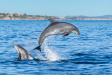 Dauphins & grottes de Benagil : Catamaran/Semi-rigide - AlgarExperience