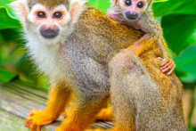 Monkeyland Tour from La Romana - Monkeyland Tour from La Romana