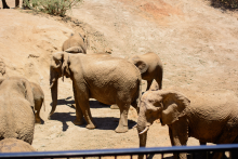 Wildlife Elephants - ©2023