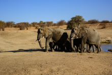Wildlife Elephants - ©2023